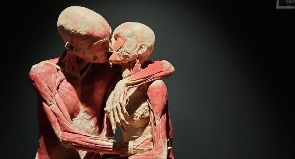 Immagine real bodies experience mostra a palazzo pallavicini a bologna