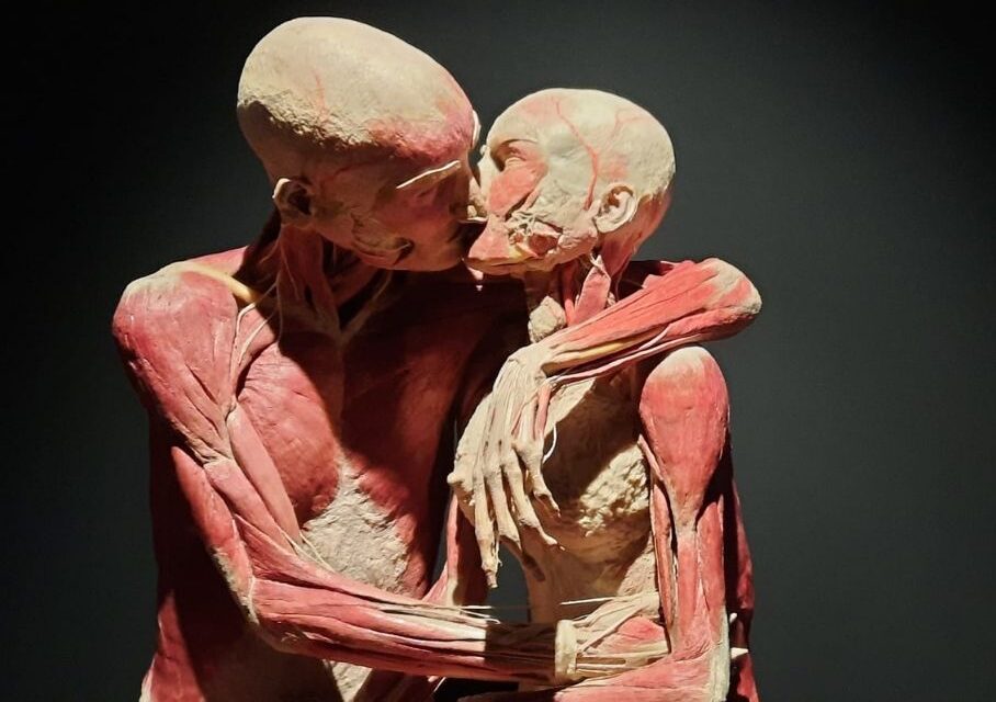 Immagine real bodies experience mostra a palazzo pallavicini a bologna